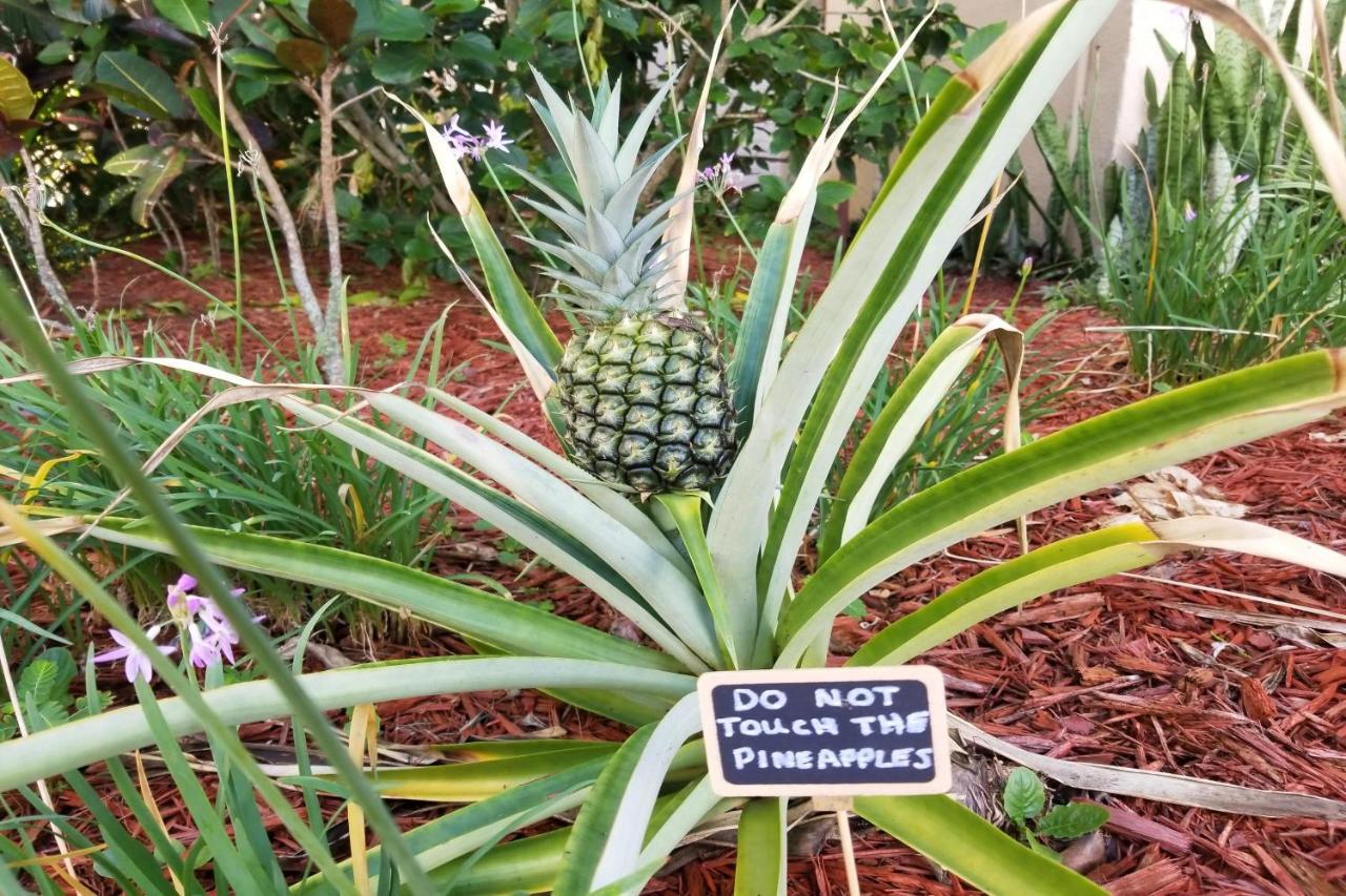 Castle Reef Condos New Smyrna Beach Esterno foto